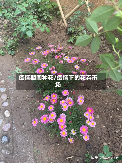 疫情期间种花/疫情下的花卉市场-第1张图片